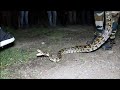 एम आय डी सी, अहमदनगर मे मिला बहुत बडा अजगर साप | Rescue big indian rock python from Ahmednagar