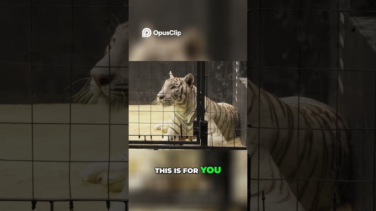 World Record Jump  Can He Break it Again 