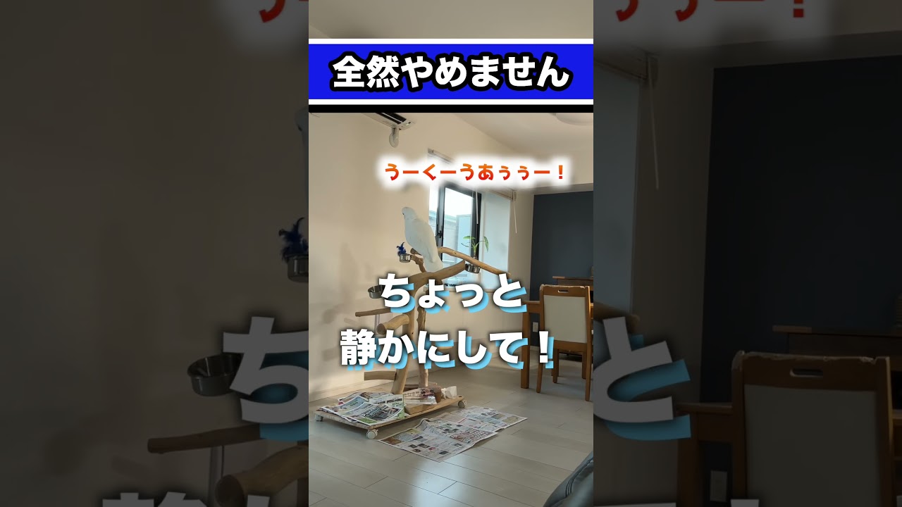 「静かにして」がまったく通じないゴキゲン全開のゆきまる氏 #shorts