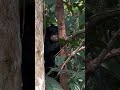 What Did Romolina Discover Inside the Tree Bark? 👀🐻