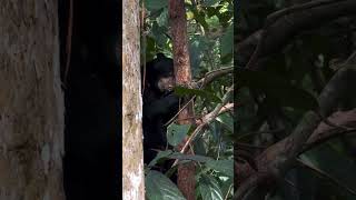What Did Romolina Discover Inside the Tree Bark? 👀🐻