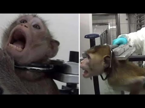 Video: Interdicția De La Bruxelles Privind Testarea Pe Animale Este Prevăzută Să Salveze 20.000 De Animale De La Exploatare