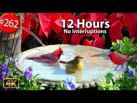 Best of Relaxing TV for Cats 😻12 Hours  Uninterrupted Birds 🐦 Birdbath & Celosia Cat TV @LensMyth