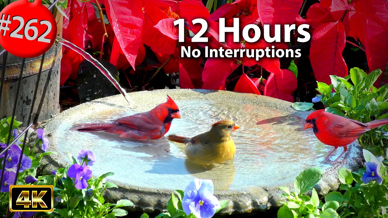 Best of Relaxing TV for Cats 😻12 Hours  Uninterrupted Birds 🐦 Birdbath & Celosia Cat TV @LensMyth