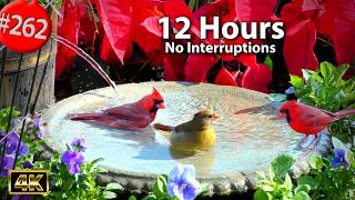 Best of Relaxing TV for Cats 😻12 Hours  Uninterrupted Birds 🐦 Birdbath & Celosia Cat TV @LensMyth
