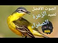 أقوى صوت لصيد الزعرة الصفراء2023 أقوى صوت لصيد الزعرة الصفراء2023