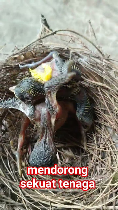 ANAK BURUNG KEDASIH INI MENDORONG SODARA TIRINYA DENGAN SEKUAT TENAGA NAMUN TETAP GAGAL#SHORTS