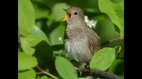 Соловей поет соловушка видео - как же красиво поет соловей! Звуки пения птиц.