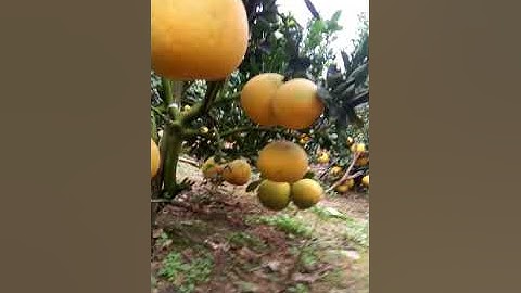 TV lục ngạn Quê Tôi