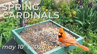 Cardinals Feeding Among Spring Flowers | Backyard Bird Study screenshot 2