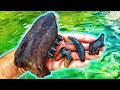 We Found AMAZING Dire Wolf Teeth Underwater in the River!! | Fossil Hunting in Florida | Direwolf 🐺