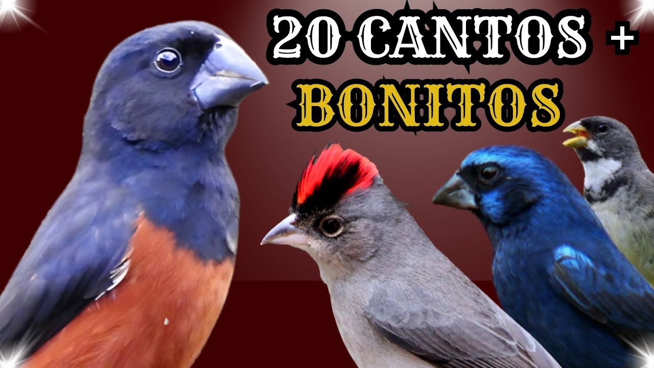 As 20 aves mais comuns no brasil e seus cantos!