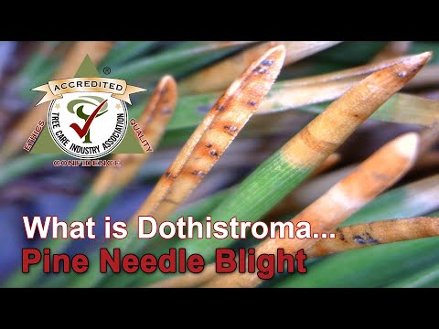 Βίντεο: Diplodia Tip Blight: Πληροφορίες για το Blight Tip of Pine Trees