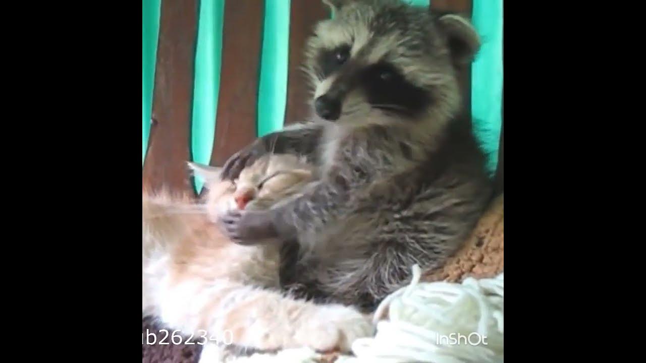 Енот кусает кота