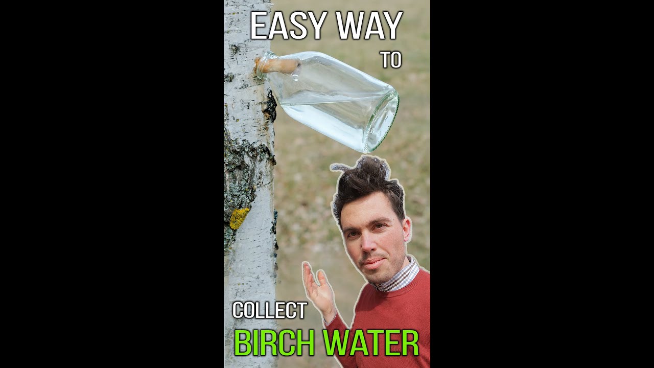 Easy way to collect Birch Water 🌳💦 