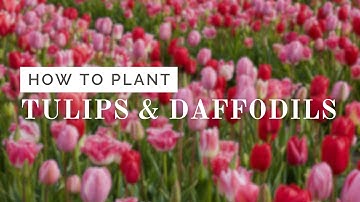 Tulips and Daffodils Planting Tutorial