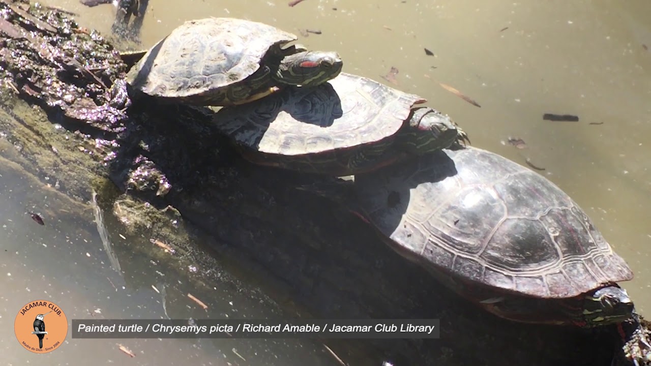 Painted turtle Chrysemys picta Richard Amable Jacamar Club Library