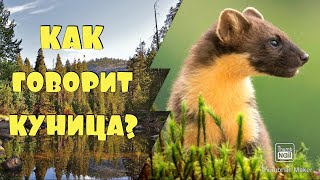 КАК ГОВОРИТ КУНИЦА / ЗВУКИ КУНИЦЫ 🦦  #куница #звуки_куницы #как_говорит_куница #звуки_животных