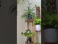 guest room plant decoration 🏡#gardening tips 😀#viral#videos