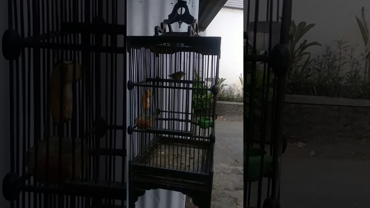 Burung Pleci ngacir 1 #Shorst 