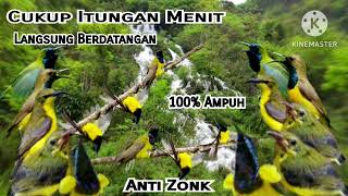 Suara Pikat Burung Sogok Ontong Ribut||Pikat Sogon Paling Ampuh||Sogon Susah Turun||100% Anti Zonk