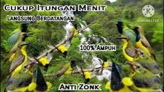 Suara Pikat Burung Sogok Ontong Ribut||Pikat Sogon Paling Ampuh||Sogon Susah Turun||100% Anti Zonk