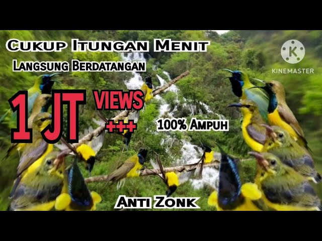 Suara Pikat Burung Sogok Ontong Ribut||Pikat Sogon Paling Ampuh||Sogon Susah Turun||100% Anti Zonk class=