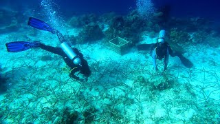 Snorkeling Raja Ampat. Pulau Kalig. Coral restoration by Misool Eco Resort. Indonesia. November 2023