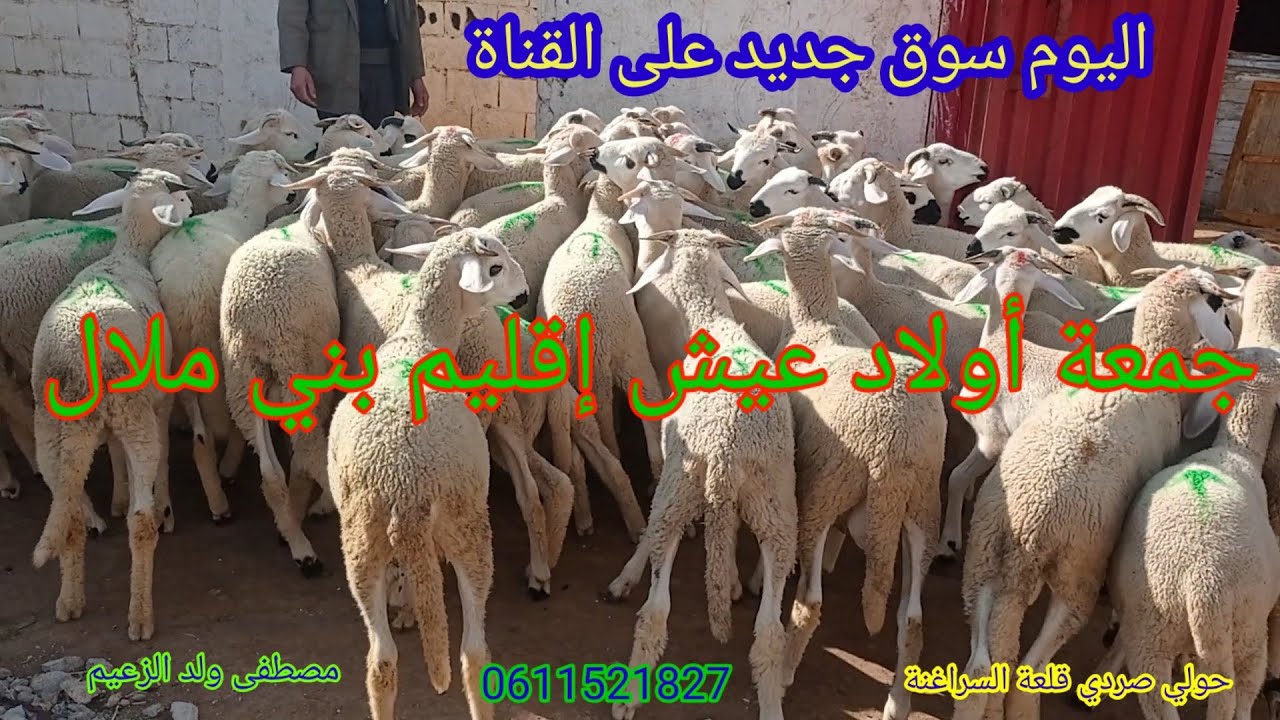 اليوم سوق جديد على القناة جمعة أولاد عيش إقليم بني ملال مع أتمنة + 48 خروف شريتها لمشاهد من الناظور