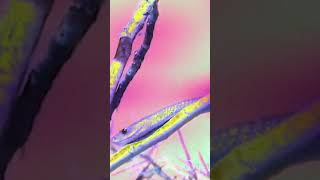 Luxor x Hunzo - Mamba (Vertical Loop Video)