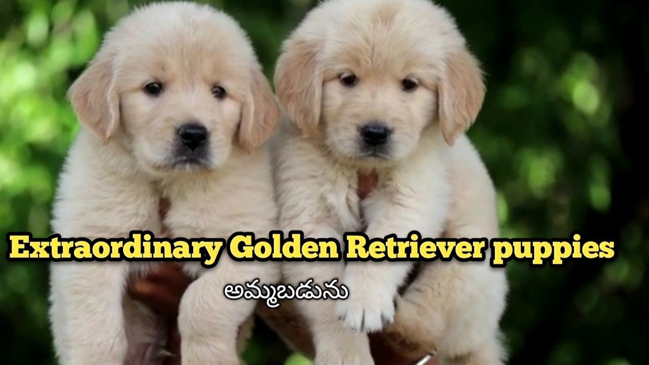 Top quality Golden Retriever puppies for sale in Telugu8328314137