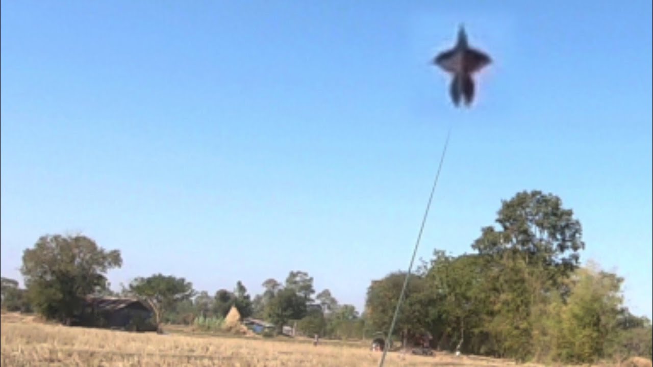 ว่าวจุฬา150เซนติเมตร|อ้ายด้าคืนถิ่นดินอีสาน