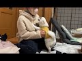 久しぶりの妹との再会に大興奮のポメラニアン(GW帰省動画)