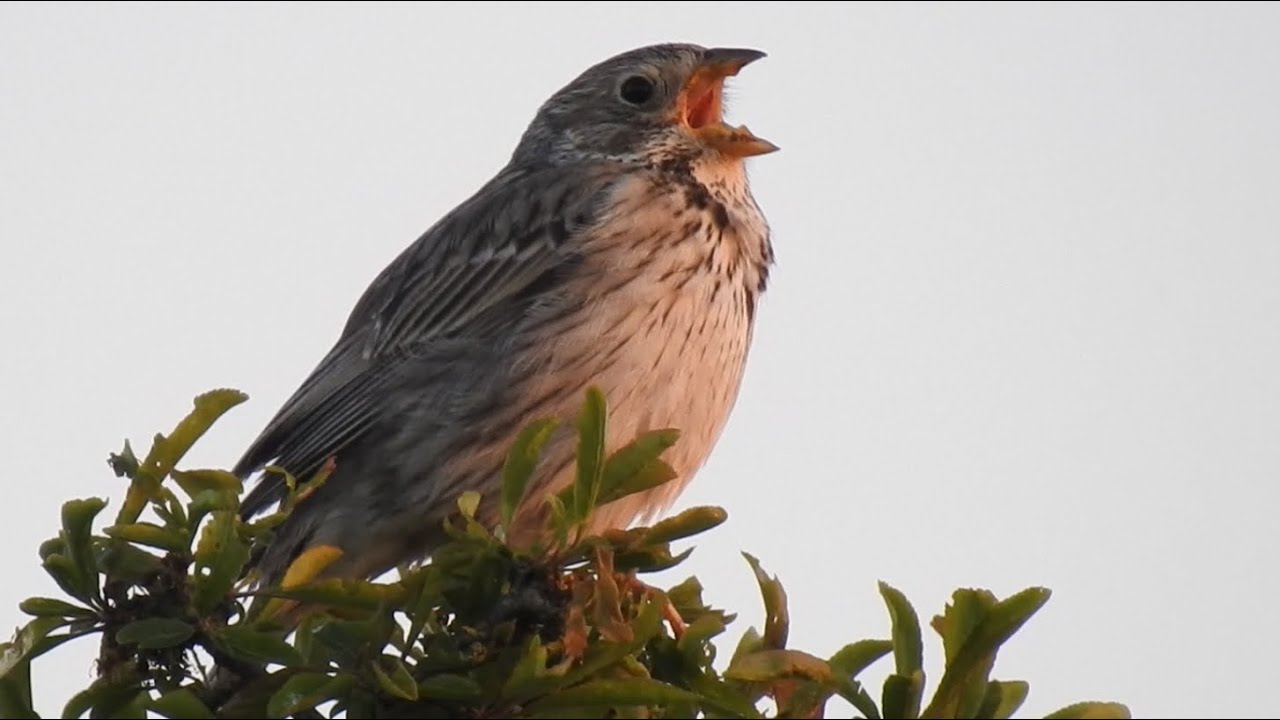 Corn Bunting Call, Grauammer gesang, Bruant proyer chant, Kornsparv läte