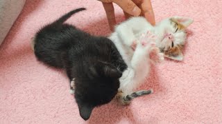 A Tiny Kitten Suddenly Falls Asleep While Playing