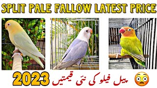 Pale Fallow Lovebirds Price In Stan Split Pale Fallow Latest Price In 2023Hz Aviary