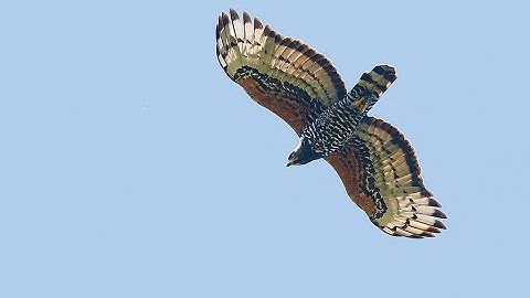 Animalia Eagle Gameplay