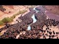 They Put Hundreds Of Bisons To The Desert And Left For 10 Years Result Was Insane They Put Hundreds Of Bisons To The Desert And Left For 10 Years Result Was Insane