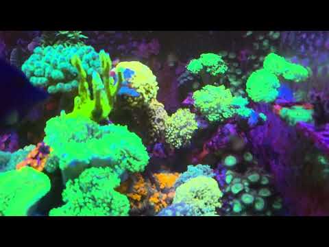 Reef tank update #reeftank 