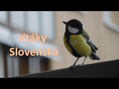 Video: Aké Jedovaté Vtáky Existujú