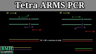 Tetra Arms Pc Allele Specific Pcr Allele Specific Oligonucleotide 