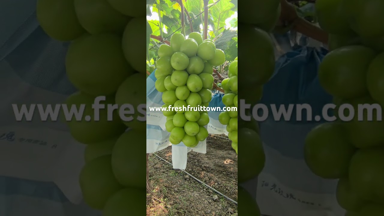 🎥🍇 Shine Muscat (Sunshine Rose) Harvest in Shaanxi, China! 🍇🎥
