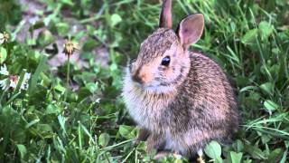 Baby bunny by BigSea757 646 views 7 years ago 9 minutes, 50 seconds