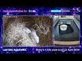Live 247 ferret nursery  2 nests to view