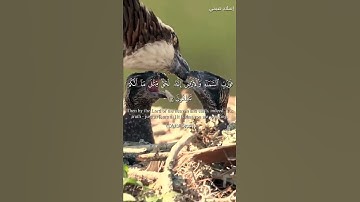 تلاوة هادئة تريح القلب 😴🎧 | القارئ إسلام صبحي - سورة الذاريات ❤️🌺."