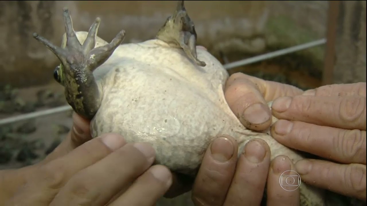 Globo Rural  Novo sistema de criação de rãs aumenta a produtividade .