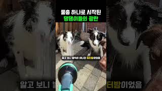 이 노래만 틀어주면 얌전했던 강아지들이 갑자기 돌변하는 이유 ㅋㅋㅋ #강아지 #웃긴동물 #보더콜리 #물놀이 #댕댕이