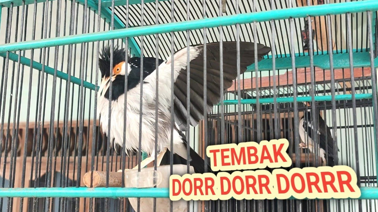 CIGUN masuk ke jalak suren, tembak dorr dorr dorrr || 