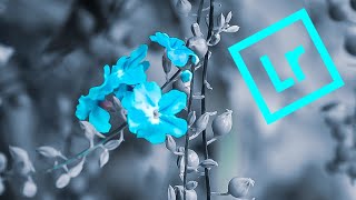 How to use lightroom | Flowers photo | screenshot 3