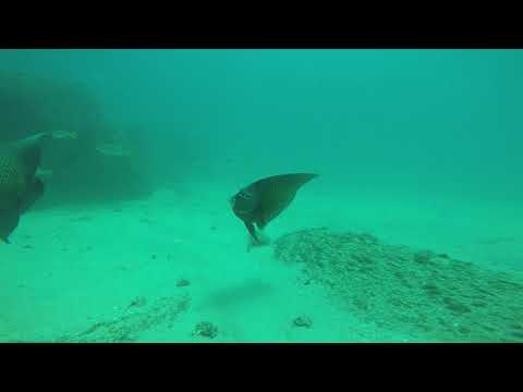 camera iphone 8 plus apk Apnéia ilha rapada Ubatuba